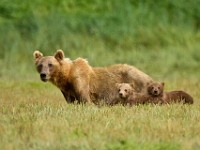 A2Z2458c  Brown Bear (Ursus arctos)