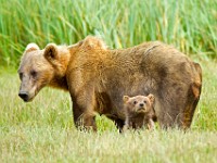 A2Z2519c  Brown Bear (Ursus arctos)