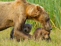 A2Z2711c  Brown Bear (Ursus arctos)