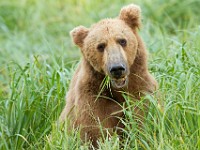 A2Z2921c  Brown Bear (Ursus arctos)