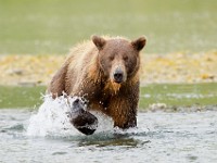 A2Z2975c  Brown Bear (Ursus arctos)
