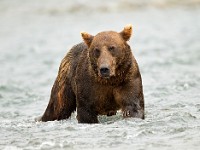 A2Z3215c  Brown Bear (Ursus arctos)