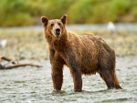 A2Z3395c  Brown Bear (Ursus arctos)