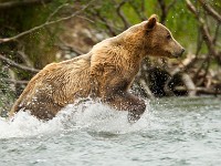 A2Z3609c  Brown Bear (Ursus arctos)