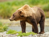 A2Z3725c  Brown Bear (Ursus arctos)