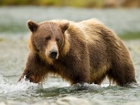 A2Z3777c  Brown Bear (Ursus arctos)