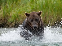 A2Z4397c  Brown Bear (Ursus arctos)