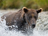 A2Z4532c  Brown Bear (Ursus arctos)