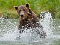 A2Z4650c  Brown Bear (Ursus arctos)