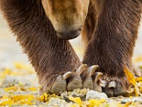 A2Z5441c  Brown Bear (Ursus arctos)