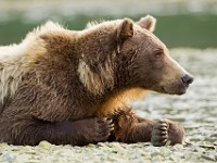 A2Z5669c  Brown Bear (Ursus arctos)