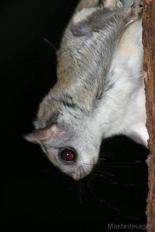 146_4627c.jpg - Northern Flying Squirrel (Glaucomys sabrinus)