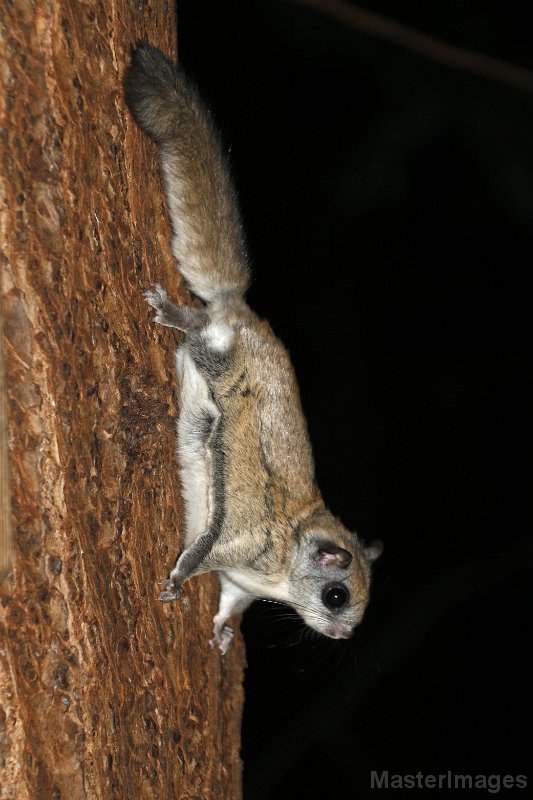 IMG_2581c.jpg - Northern Flying Squirrel (Glaucomys sabrinus)