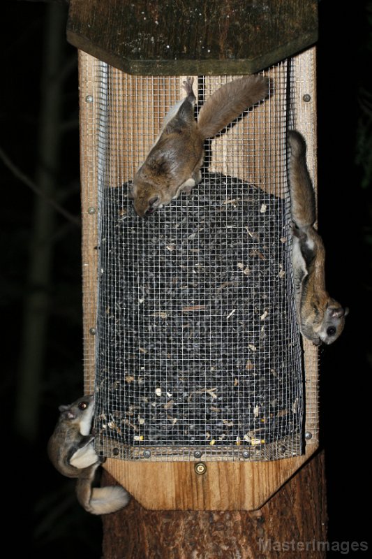 IMG_2598c.jpg - Northern Flying Squirrel (Glaucomys sabrinus)