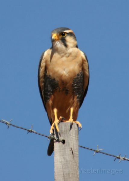 IMG_9084c.jpg - Aplomado Falcon (Falco femoralis)