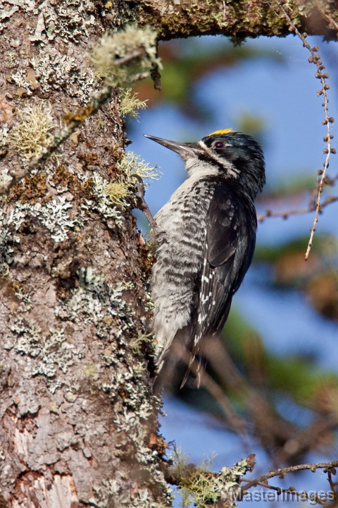 IMG_2068c.jpg - Black-backed Woodpecker (Picoides arcticus) - male by nest