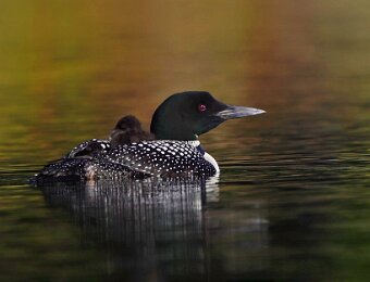 Adults with chicks