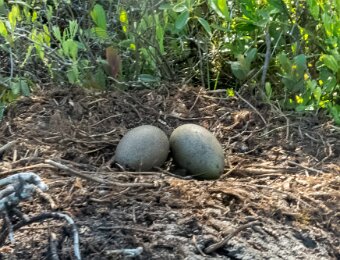 Nest