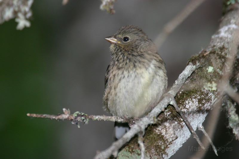 158_5900.JPG - Dark-eyed (Slate-colored) Junco (Junco hyemalis)