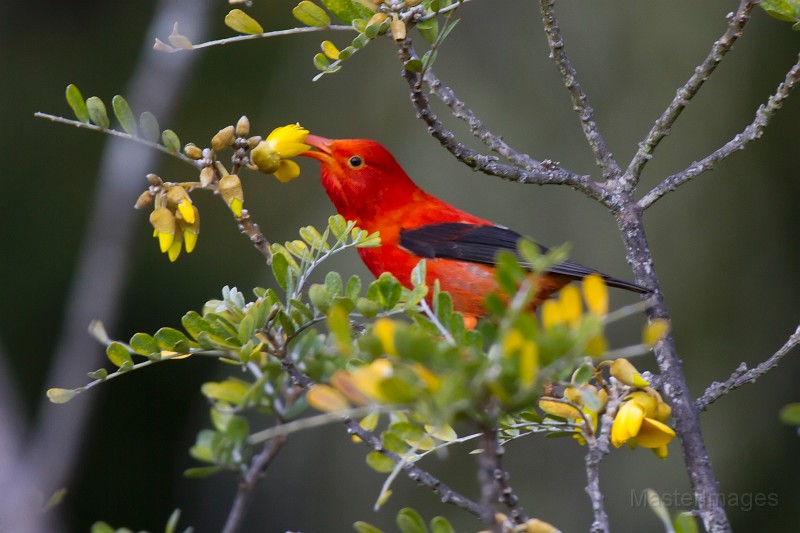 IMG_8826c.jpg - 'I'iwi (Vestiaria coccinea)