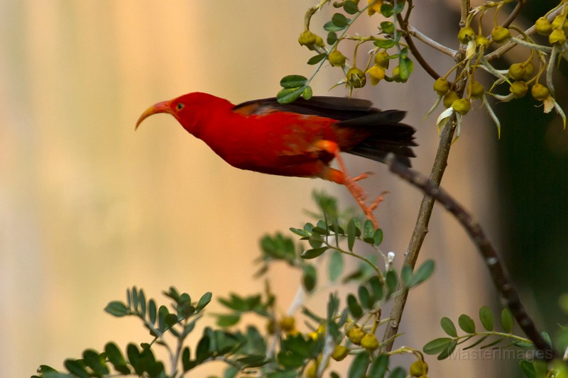 IMG_8914c.jpg - 'I'iwi (Vestiaria coccinea)