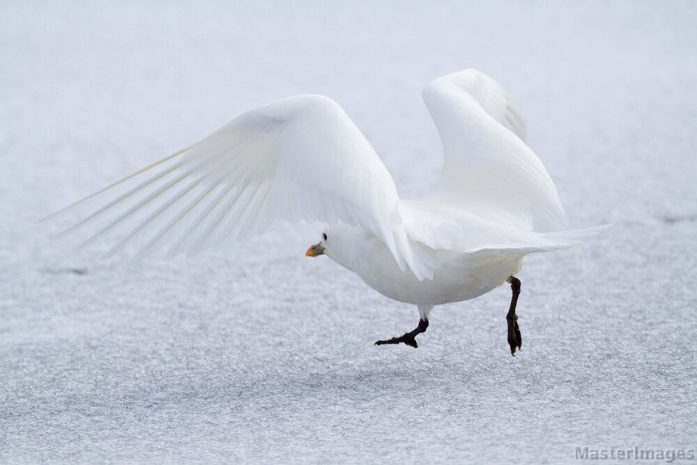 IMG_5175c.jpg - Ivory Gull (Pagophila eburnea) - adult