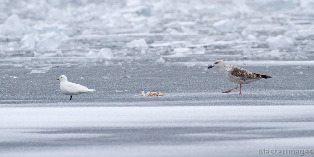 IMG_5195c.jpg - Ivory Gull (Pagophila eburnea) - adult