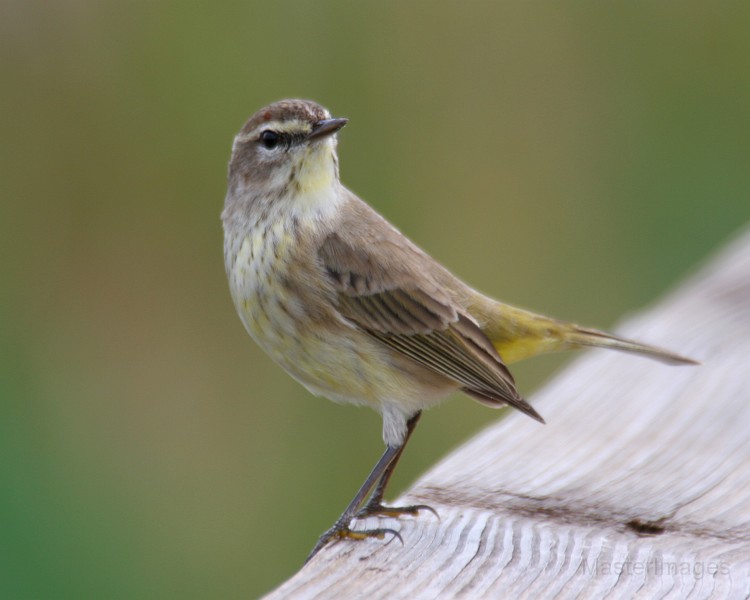 IMG_6840c.jpg - (Western) Palm Warbler (Dendroica palmarum palmarum)