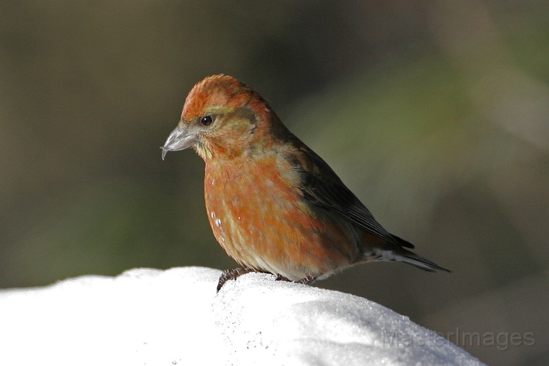 IMG_2443c.jpg - Red Crossbill (Loxia curvirostra) - male
