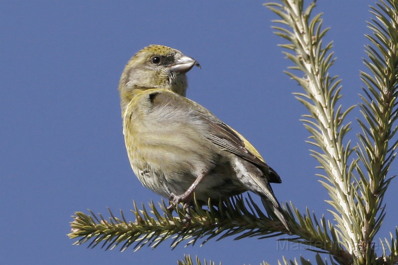 IMG_2497c.jpg - Red Crossbill (Loxia curvirostra) - female