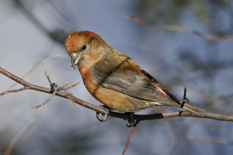 IMG_2511c.jpg - Red Crossbill (Loxia curvirostra) - male