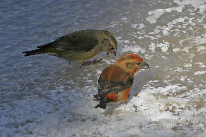 IMG_2521c.jpg - Red Crossbill (Loxia curvirostra) - male & female
