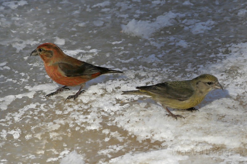 IMG_2523c.jpg - Red Crossbill (Loxia curvirostra) - male & female