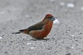 IMG_2363c