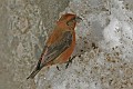 IMG_2444c