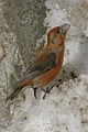 IMG_2445c