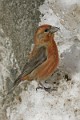 IMG_2450c
