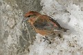 IMG_2453c