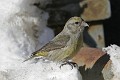 IMG_2456c