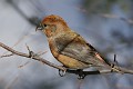 IMG_2512c