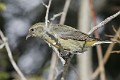 IMG_2514c