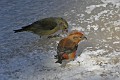 IMG_2521c
