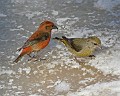 IMG_2522c2
