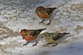 IMG_2524c