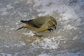 IMG_2529c