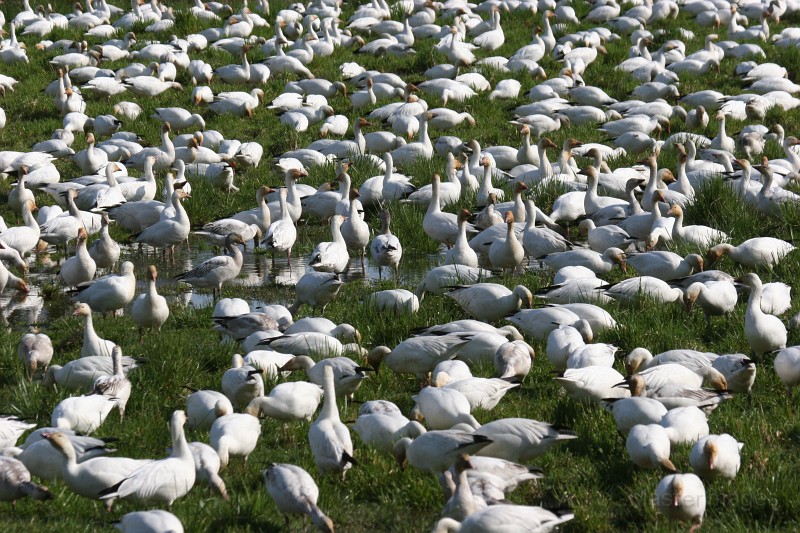 IMG_1948.JPG - Snow Goose (Chen caerulescens)
