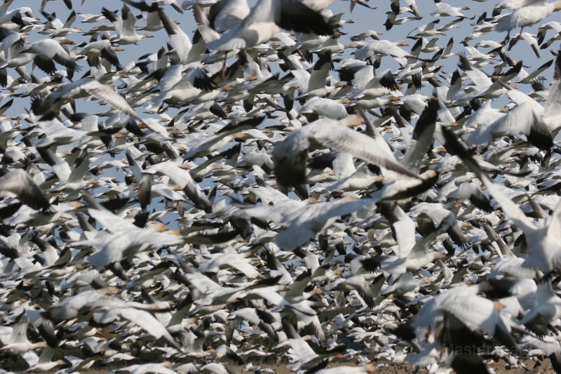 IMG_1985.JPG - Snow Goose (Chen caerulescens)