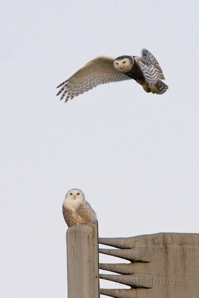 IMG_6572c.jpg - Snowy Owls (Bubo scandiacus)