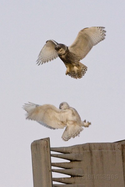 IMG_6586c.jpg - Snowy Owls (Bubo scandiacus)
