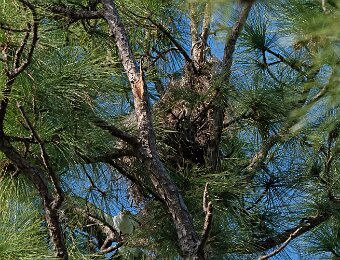 Nest sites in FL